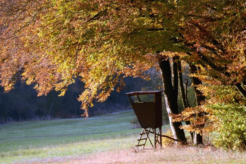 Consello de outono para o gando